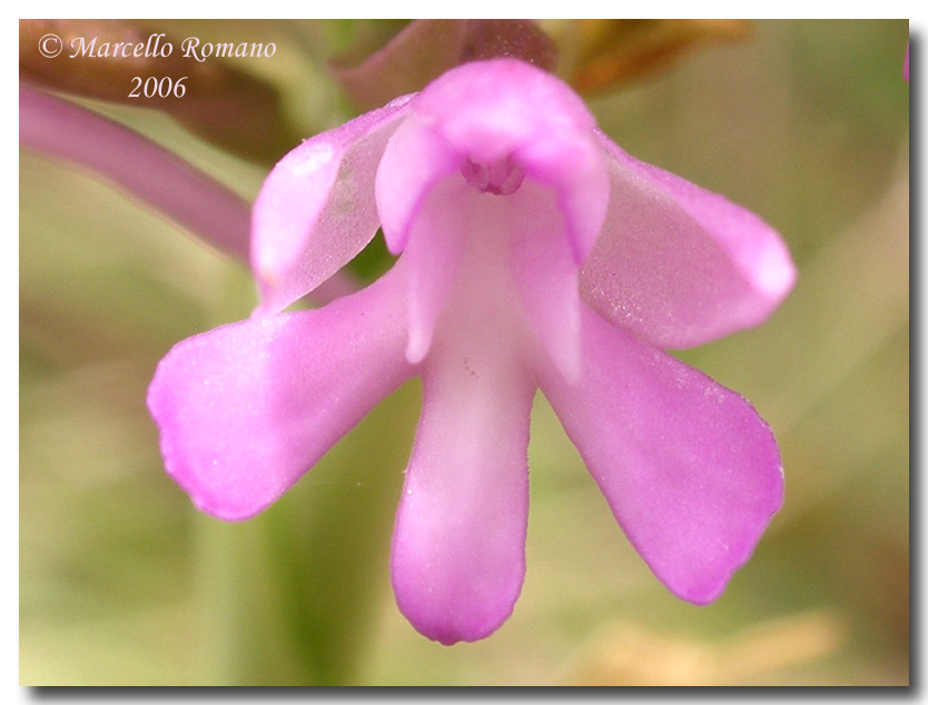 Anacamptis pyramidalis  fotografata allo Zingaro (TP)